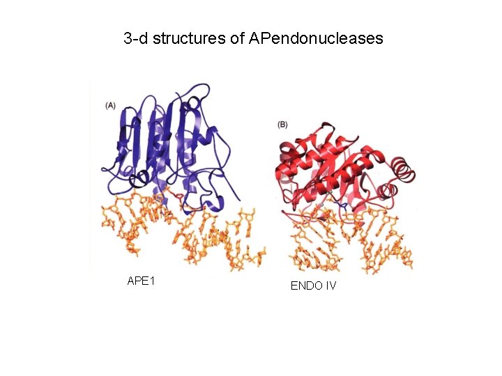 3 -d structures of APendonucleases APE 1 ENDO IV 