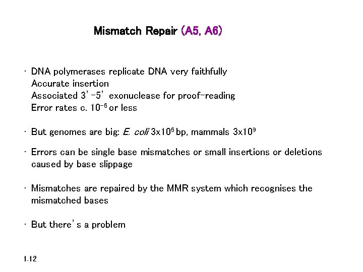 Mismatch Repair (A 5, A 6) • DNA polymerases replicate DNA very faithfully Accurate