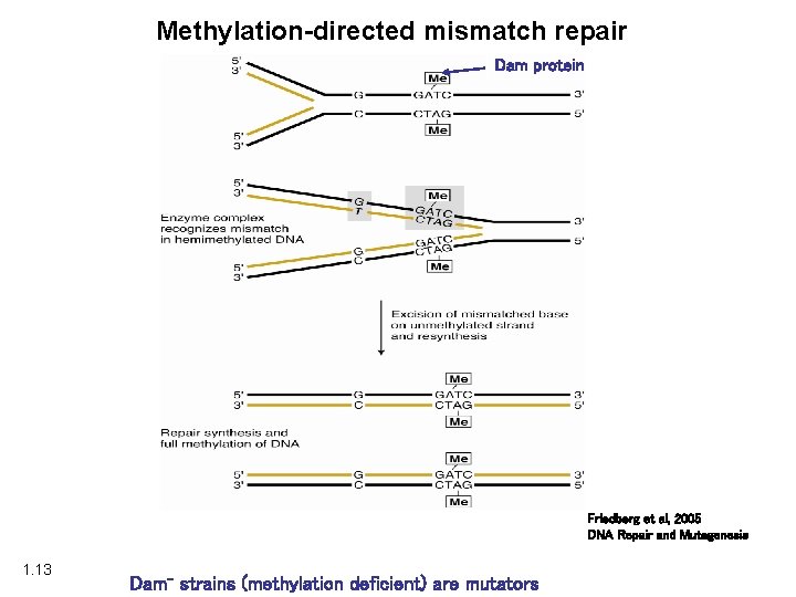 Methylation-directed mismatch repair Dam protein Friedberg et al, 2005 DNA Repair and Mutagenesis 1.