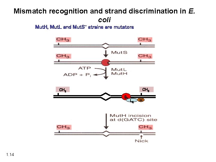 Mismatch recognition and strand discrimination in E. coli Mut. H, Mut. L and Mut.