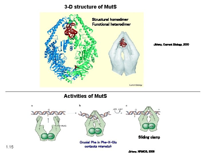 3 -D structure of Mut. S Structural homodimer Functional heterodimer Jiricny, Current Biology, 2000