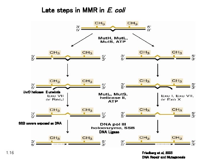 Late steps in MMR in E. coli Uvr. D helicase II unwinds SSB covers