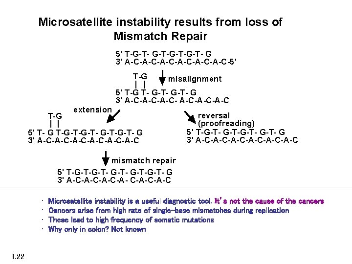 Microsatellite instability results from loss of Mismatch Repair 5' T-G-T-G-T- G 3' A-C-A-C-A-C-5' T-G