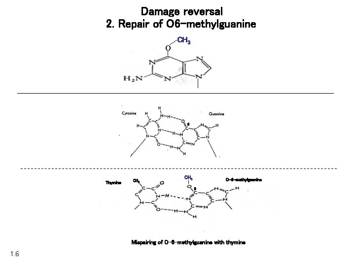 Damage reversal 2. Repair of O 6 -methylguanine O CH 3 6 Thymine CH