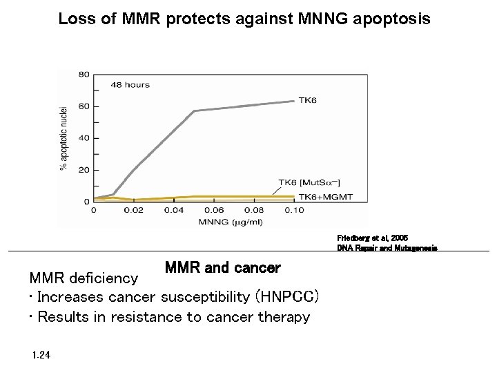 Loss of MMR protects against MNNG apoptosis Friedberg et al, 2005 DNA Repair and