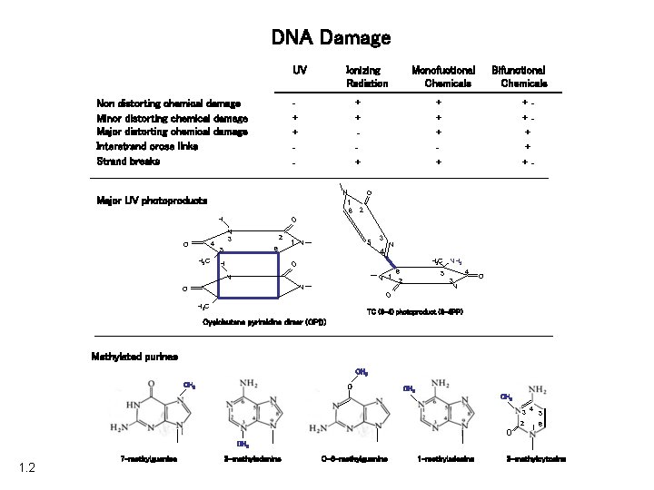 DNA Damage UV Ionizing Radiation + + - Non distorting chemical damage Minor distorting