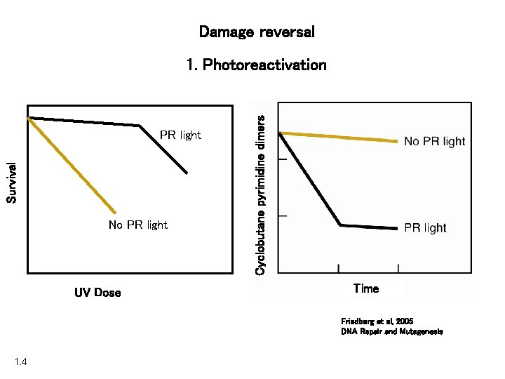 Damage reversal Survival PR light No PR light UV Dose Cyclobutane pyrimidine dimers 1.