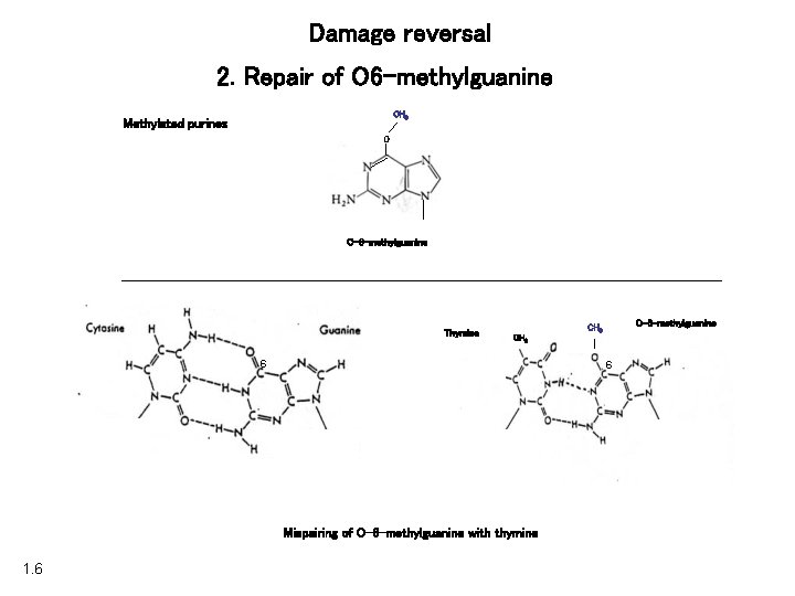 Damage reversal 2. Repair of O 6 -methylguanine CH 3 Methylated purines O O-6