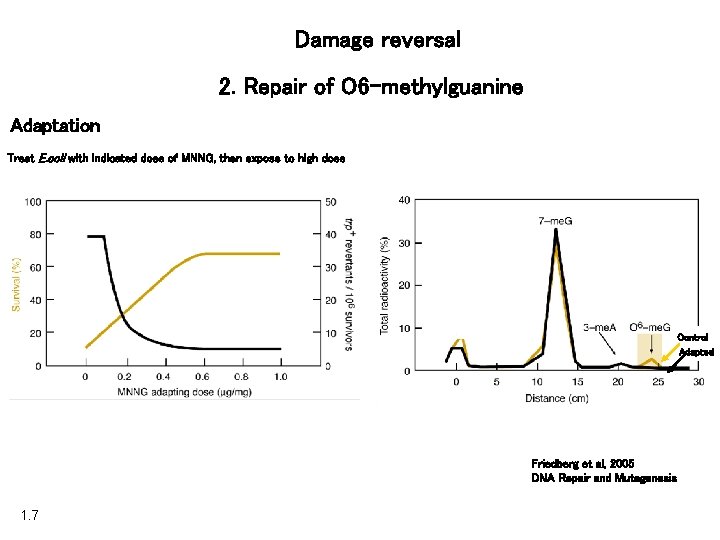 Damage reversal 2. Repair of O 6 -methylguanine Adaptation Treat E. coli with indicated