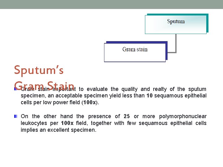 Sputum’s Gram stain. Stain important to evaluate the quality and realty of the sputum