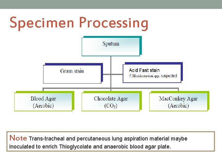 Specimen Processing Note Trans-tracheal and percutaneous lung aspiration material maybe inoculated to enrich Thioglycolate