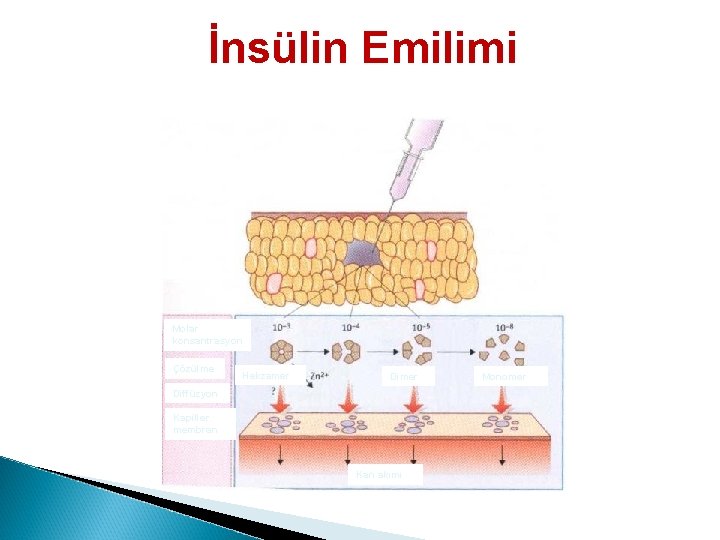 İnsülin Emilimi Molar konsantrasyon Çözülme Hekzamer Diffüzyon Kapiller membran Kan akımı Monomer 