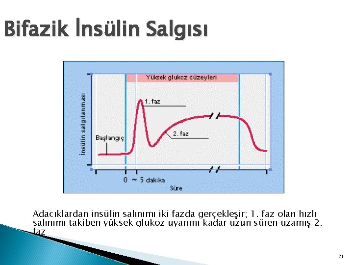 Bifazik İnsülin Salgısı Adacıklardan insülin salınımı iki fazda gerçekleşir; 1. faz olan hızlı salınımı