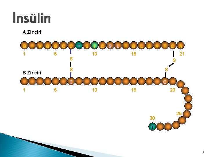 İnsülin A Zinciri G I V G G C C 1 5 S I