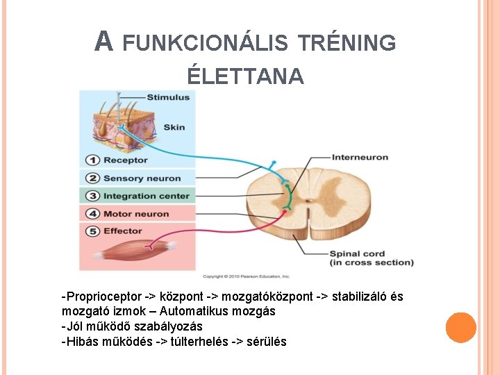 A FUNKCIONÁLIS TRÉNING ÉLETTANA -Proprioceptor -> központ -> mozgatóközpont -> stabilizáló és mozgató izmok