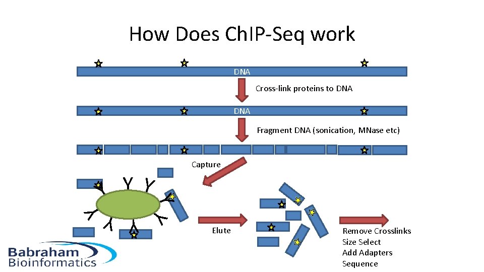 How Does Ch. IP-Seq work DNA Cross-link proteins to DNA Fragment DNA (sonication, MNase