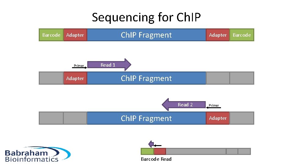 Sequencing for Ch. IP Barcode Ch. IP Fragment Adapter Primer Adapter Read 1 Ch.