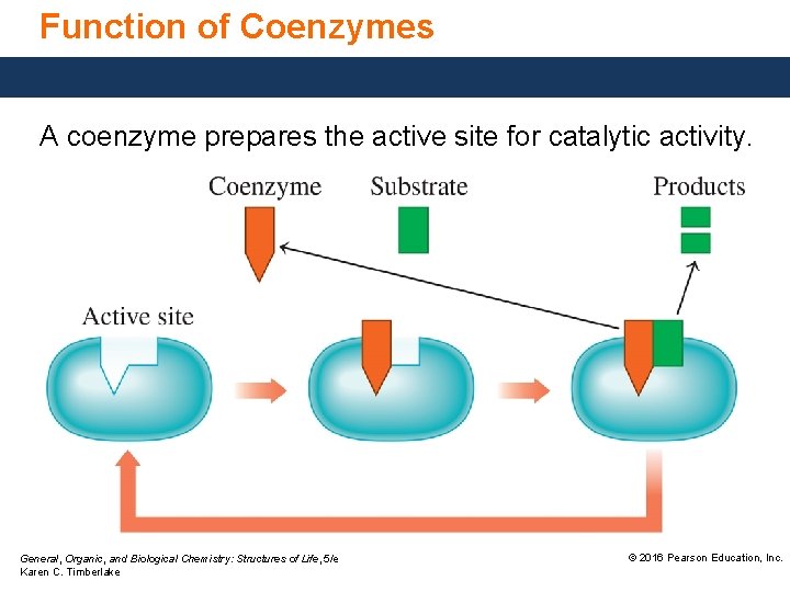 Function of Coenzymes A coenzyme prepares the active site for catalytic activity. General, Organic,