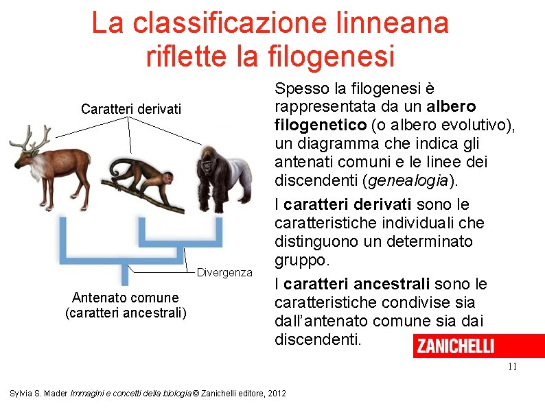 La classificazione linneana riflette la filogenesi Caratteri derivati Divergenza Antenato comune (caratteri ancestrali) Spesso
