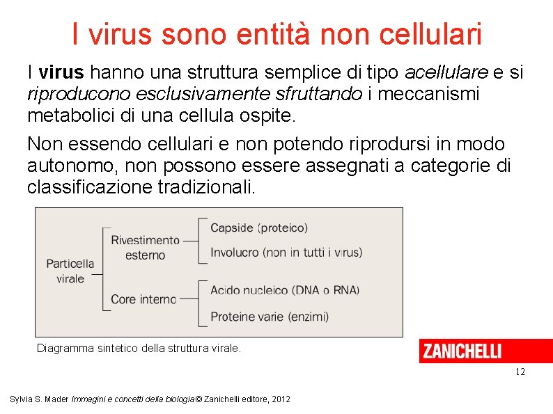I virus sono entità non cellulari I virus hanno una struttura semplice di tipo