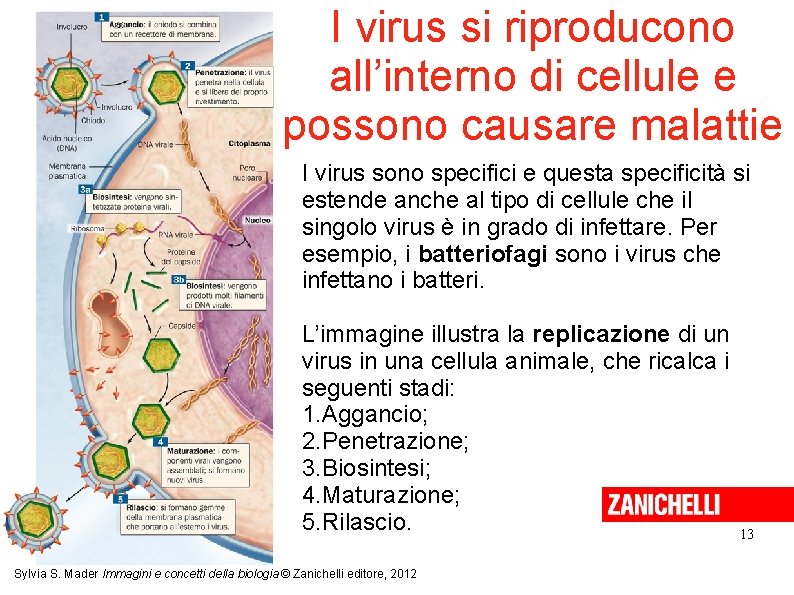 I virus si riproducono all’interno di cellule e possono causare malattie I virus sono