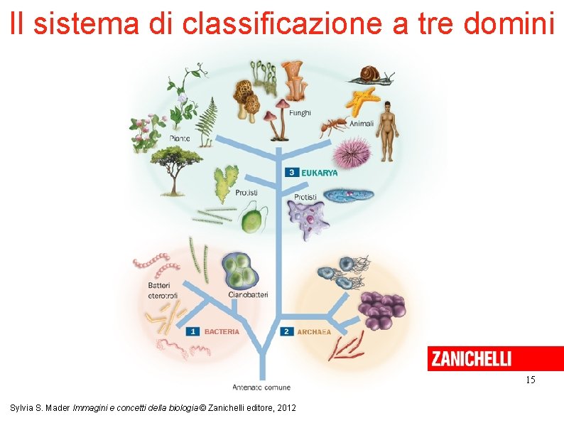 Il sistema di classificazione a tre domini 15 Sylvia S. Mader Immagini e concetti