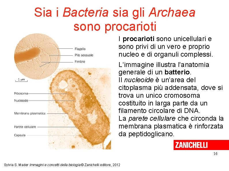 Sia i Bacteria sia gli Archaea sono procarioti I procarioti sono unicellulari e sono