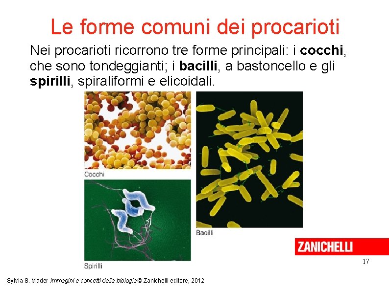 Le forme comuni dei procarioti Nei procarioti ricorrono tre forme principali: i cocchi, che