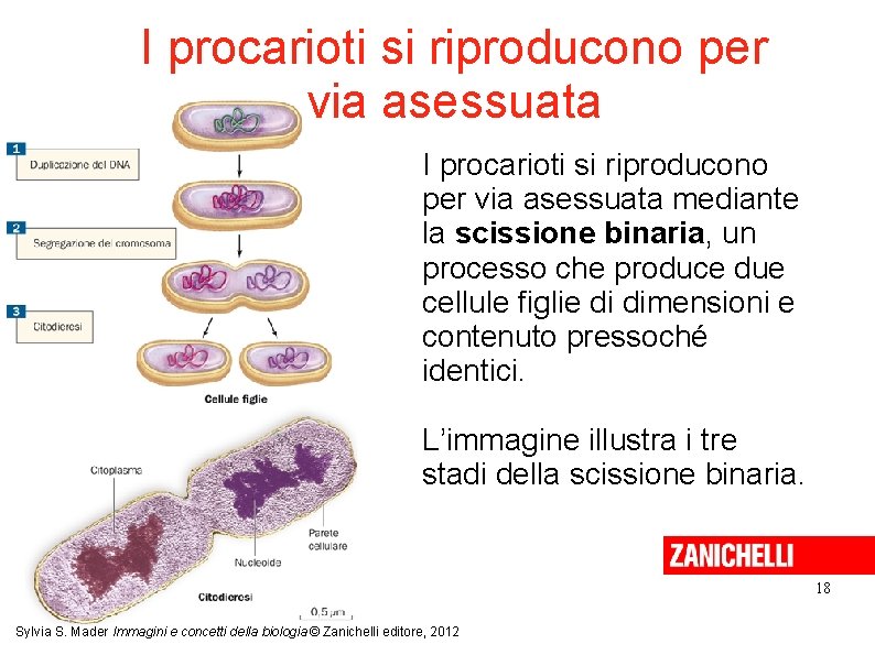 I procarioti si riproducono per via asessuata mediante la scissione binaria, un processo che