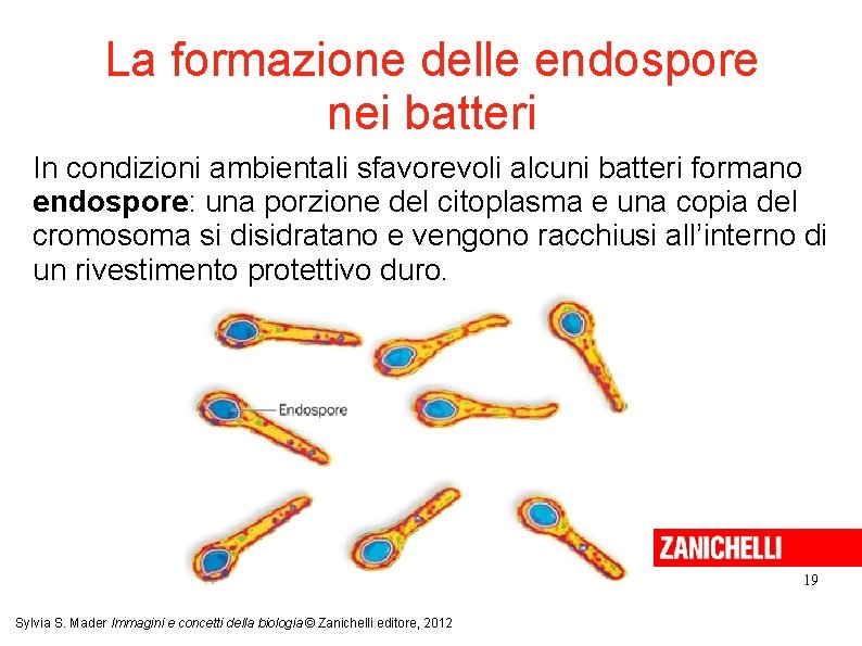 La formazione delle endospore nei batteri In condizioni ambientali sfavorevoli alcuni batteri formano endospore: