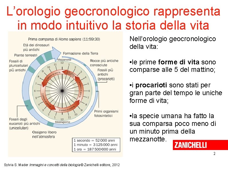 L’orologio geocronologico rappresenta in modo intuitivo la storia della vita Nell’orologio geocronologico della vita: