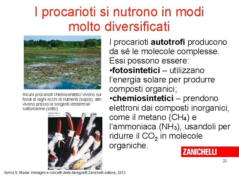 I procarioti si nutrono in modi molto diversificati Alcuni procarioti chemiosintetici vivono sui fondi