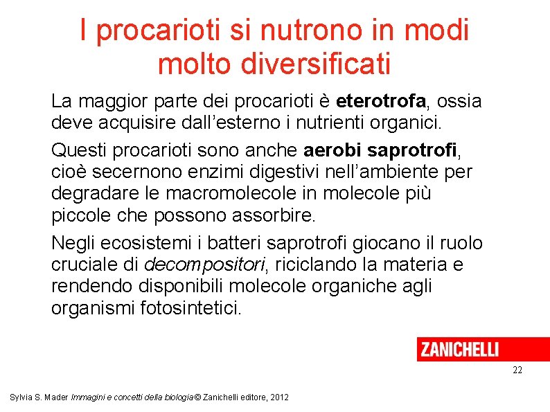 I procarioti si nutrono in modi molto diversificati La maggior parte dei procarioti è