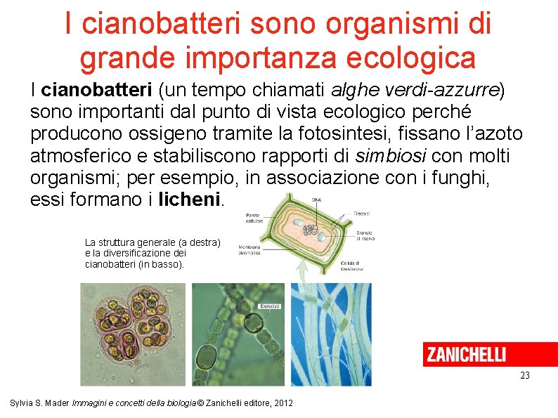 I cianobatteri sono organismi di grande importanza ecologica I cianobatteri (un tempo chiamati alghe