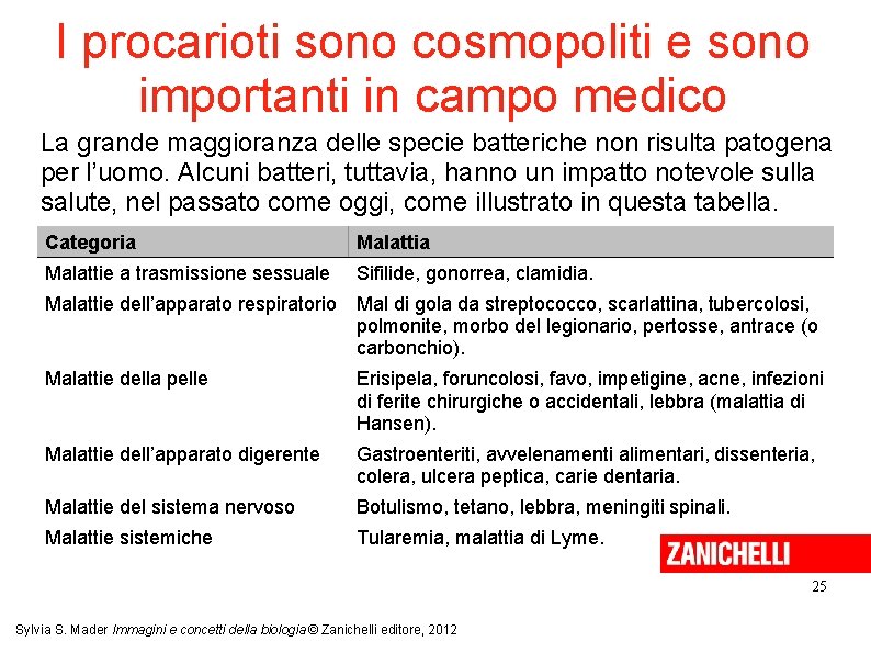 I procarioti sono cosmopoliti e sono importanti in campo medico La grande maggioranza delle