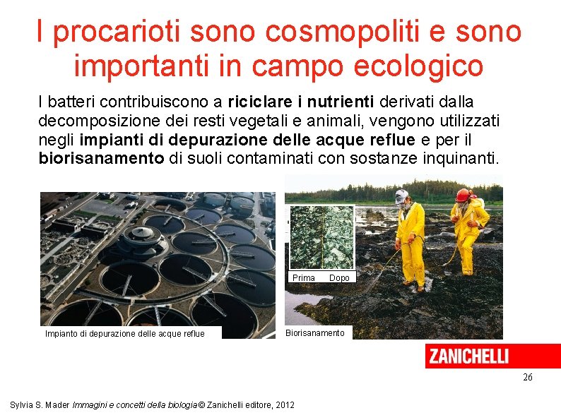 I procarioti sono cosmopoliti e sono importanti in campo ecologico I batteri contribuiscono a