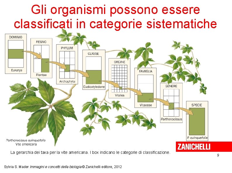 Gli organismi possono essere classificati in categorie sistematiche La gerarchia dei taxa per la