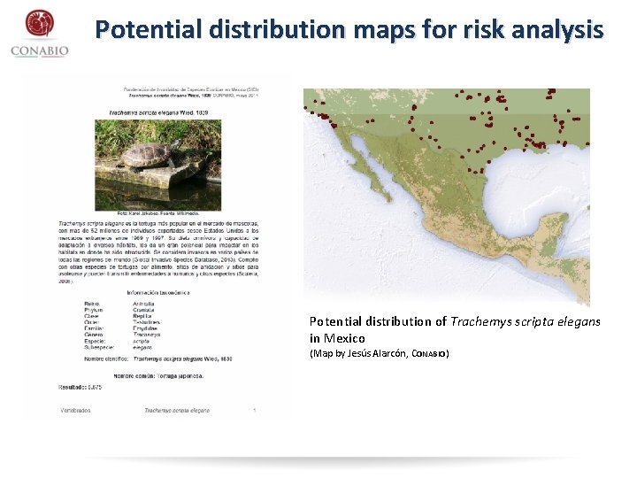 Potential distribution maps for risk analysis Potential distribution of Trachemys scripta elegans in Mexico