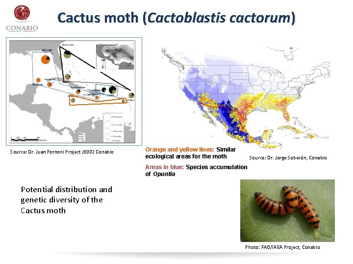 Cactus moth (Cactoblastis cactorum) Source: Dr. Juan Fornoni Project JE 002 Conabio Orange and