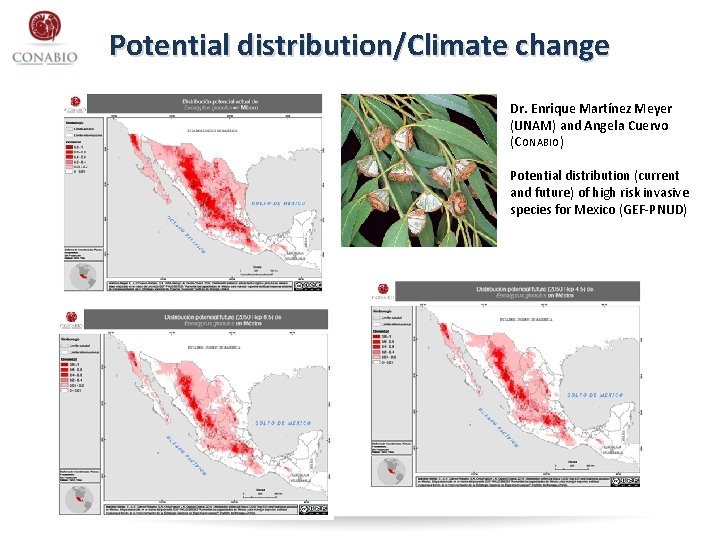 Potential distribution/Climate change Dr. Enrique Martínez Meyer (UNAM) and Angela Cuervo (CONABIO) Potential distribution