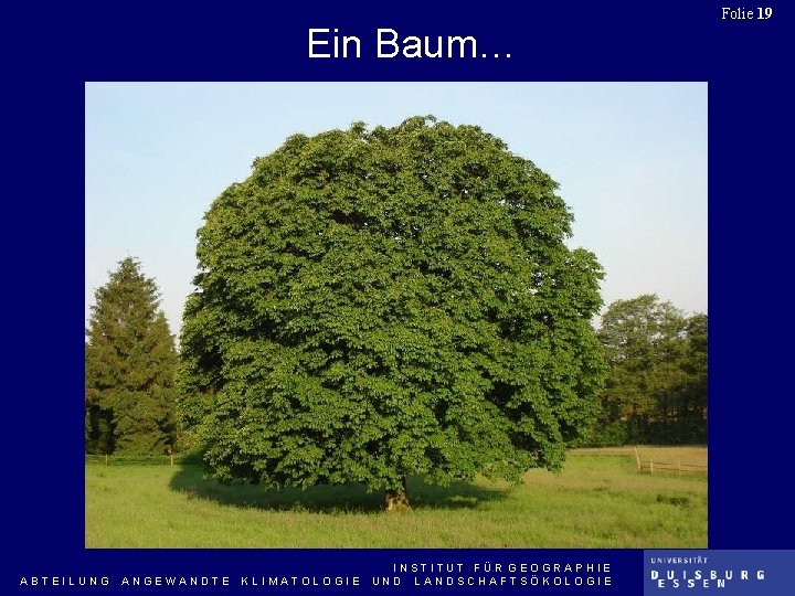 Ein Baum… ABTEILUNG ANGEWANDTE KLIMATOLOGIE INSTITUT FÜR GEOGRAPHIE UND LANDSCHAFTSÖKOLOGIE Folie 19 