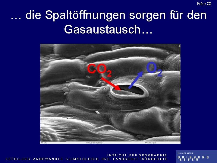 Folie 22 … die Spaltöffnungen sorgen für den Gasaustausch… CO 2 ABTEILUNG ANGEWANDTE KLIMATOLOGIE