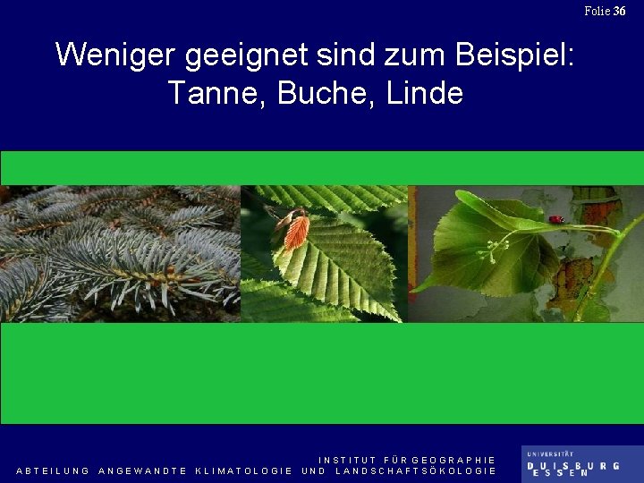 Folie 36 Weniger geeignet sind zum Beispiel: Tanne, Buche, Linde ABTEILUNG ANGEWANDTE KLIMATOLOGIE INSTITUT