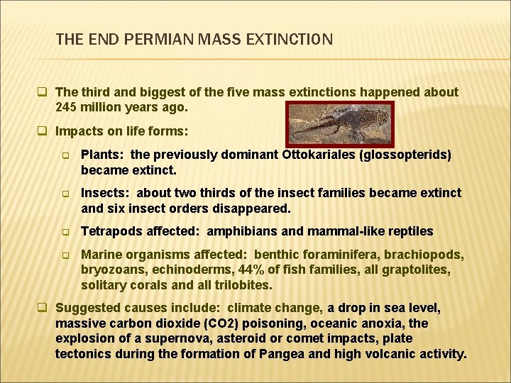 THE END PERMIAN MASS EXTINCTION q The third and biggest of the five mass