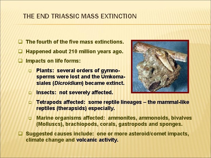 THE END TRIASSIC MASS EXTINCTION q The fourth of the five mass extinctions. q