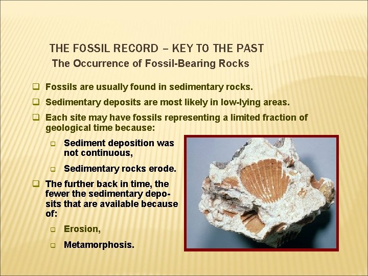THE FOSSIL RECORD – KEY TO THE PAST The Occurrence of Fossil-Bearing Rocks q