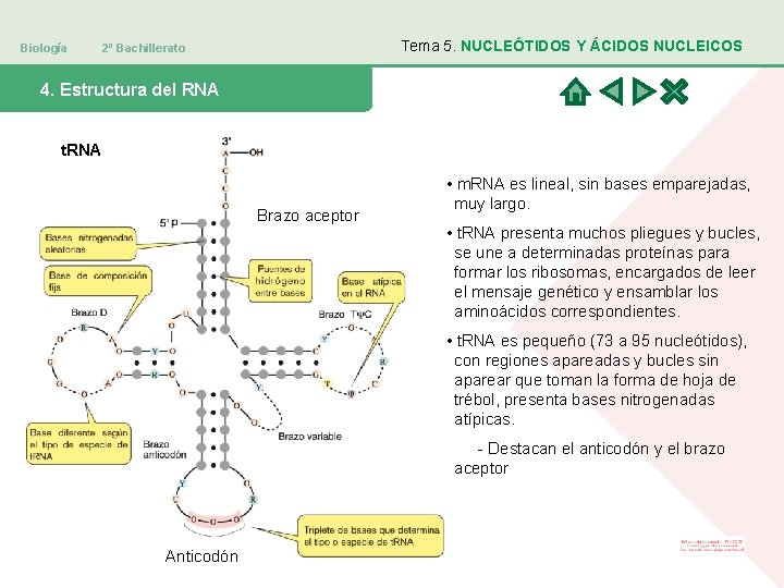 Biología Tema 5. NUCLEÓTIDOS Y ÁCIDOS NUCLEICOS 2º Bachillerato 4. Estructura del RNA t.