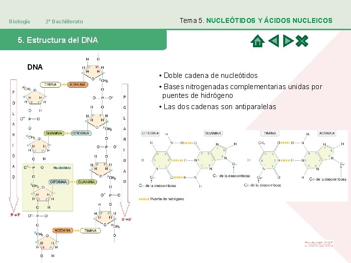 Biología 2º Bachillerato Tema 5. NUCLEÓTIDOS Y ÁCIDOS NUCLEICOS 5. Estructura del DNA •