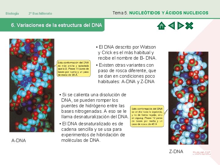 Biología Tema 5. NUCLEÓTIDOS Y ÁCIDOS NUCLEICOS 2º Bachillerato 6. Variaciones de la estructura
