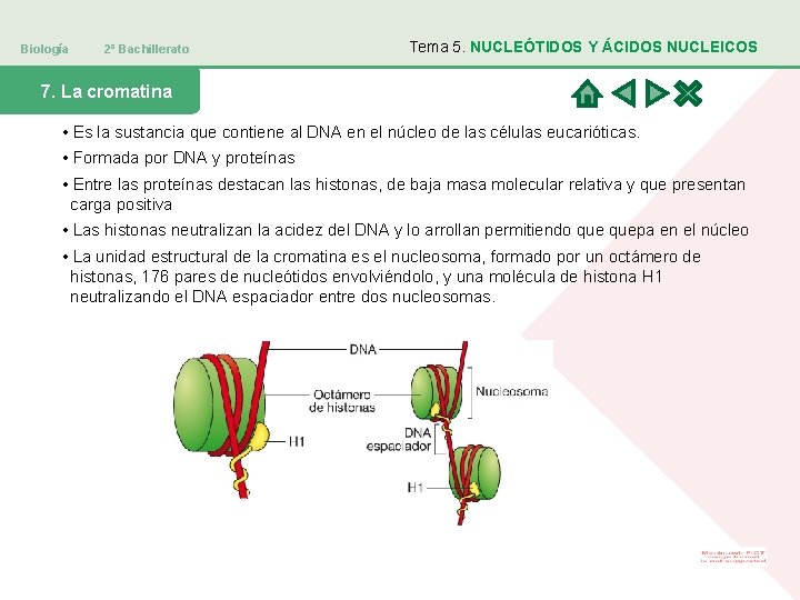 Biología 2º Bachillerato Tema 5. NUCLEÓTIDOS Y ÁCIDOS NUCLEICOS 7. La cromatina • Es